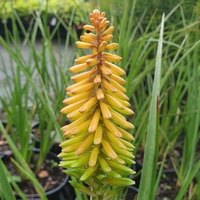 Kniphofia  'Moonstone'
